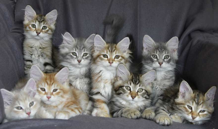 sibirisk kattungar Starskys Yy-kull