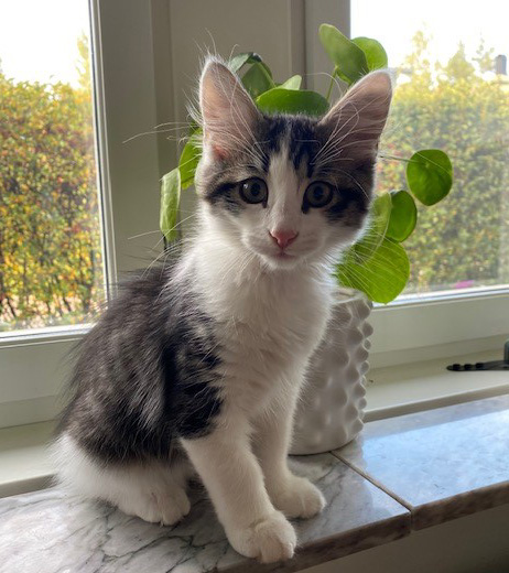 sibirisk kattunge Xerxes