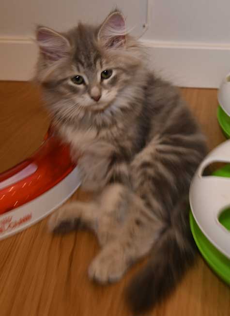 sibirisk kattunge Yambika