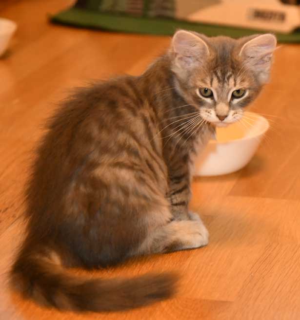 sibirisk kattunge Yabu