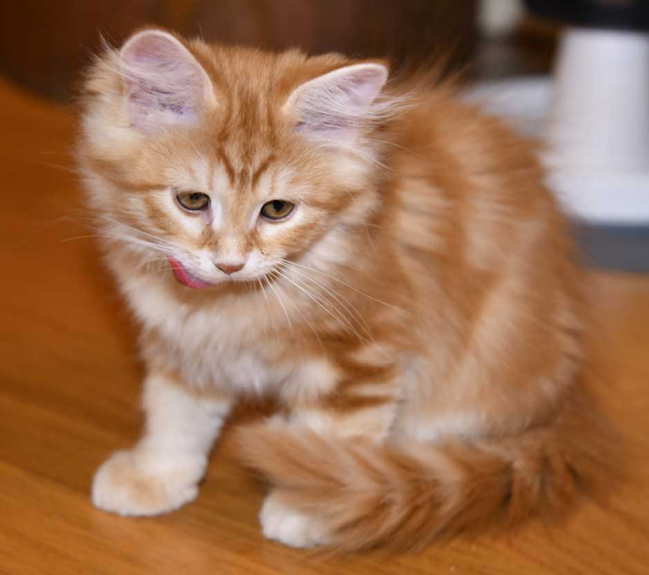 sibirisk kattunge Yazhi