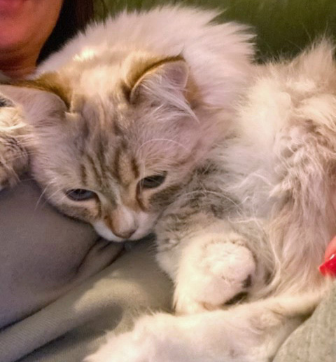Neva Masquerade katt Olena