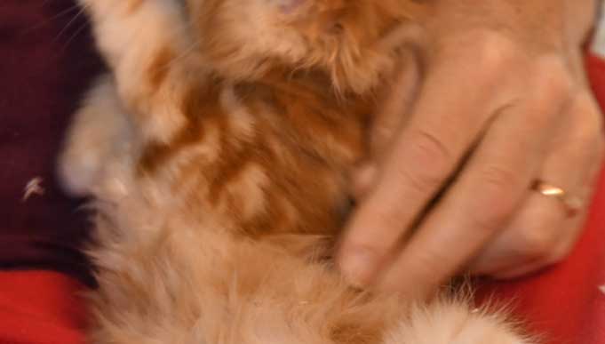 Hand