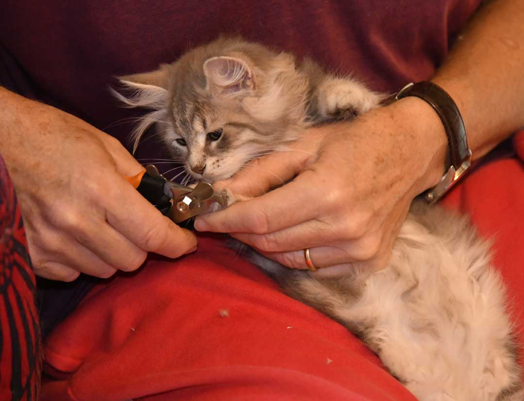 sibirisk kattunge Yambika