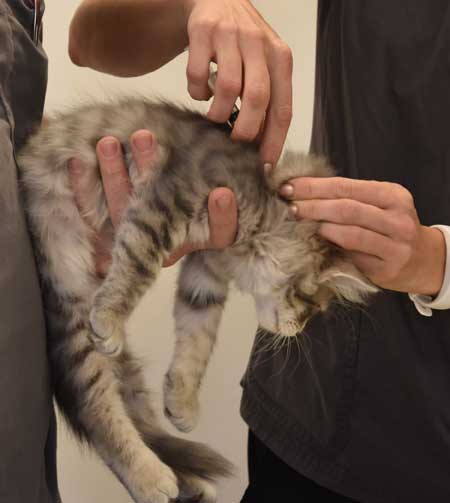 sibirisk kattunge Yabu