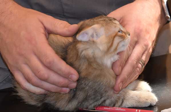 sibirisk kattunge Yetta