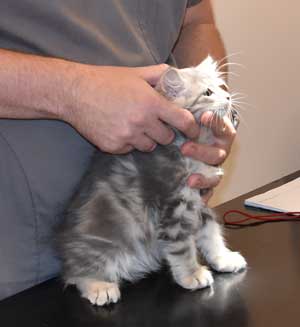 sibirisk kattunge Yambika