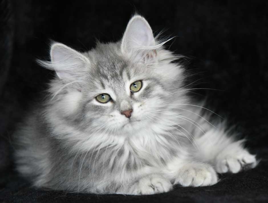 sibirisk kattunge Yambika