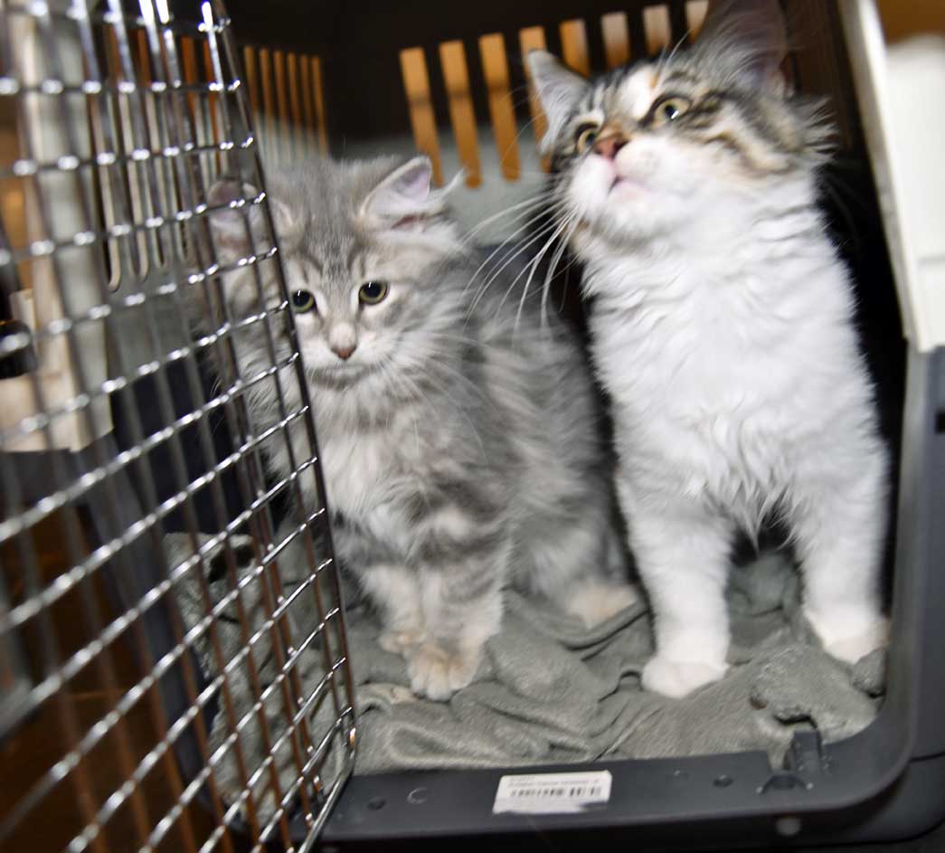 sibirisk kattunge Yambika