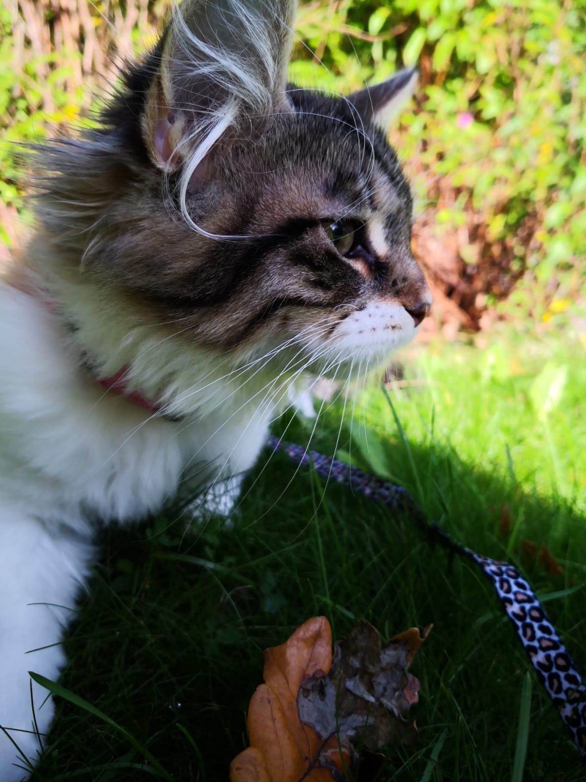 sibirisk kattunge Xainza