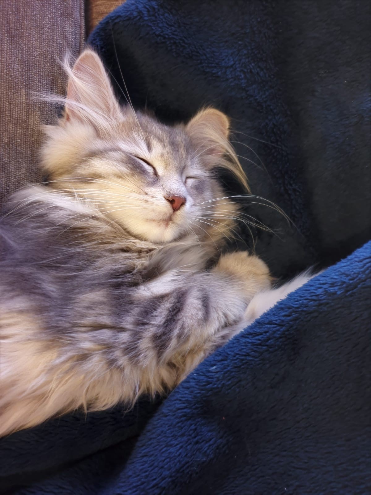 sibirisk katt Yambika