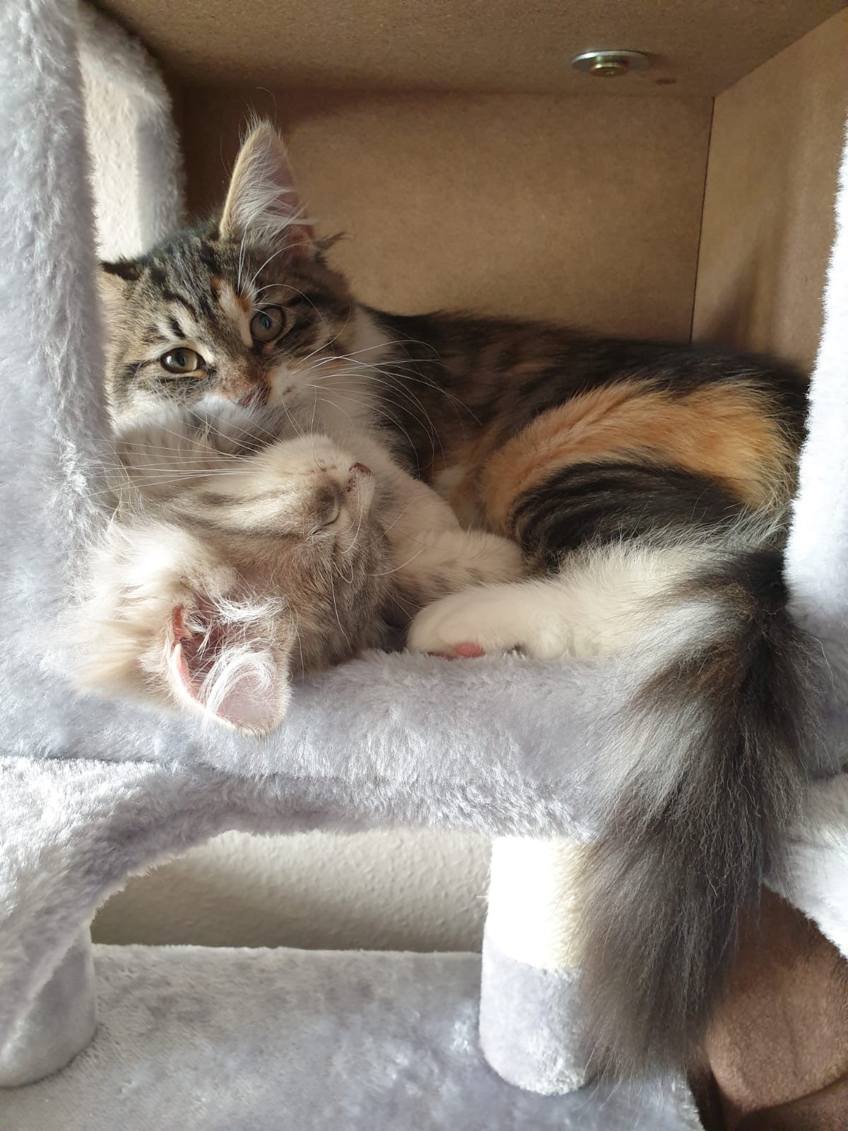 sibirisk kattungar Xainza o Yambika