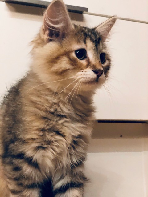 sibirisk kattunge Yetta
