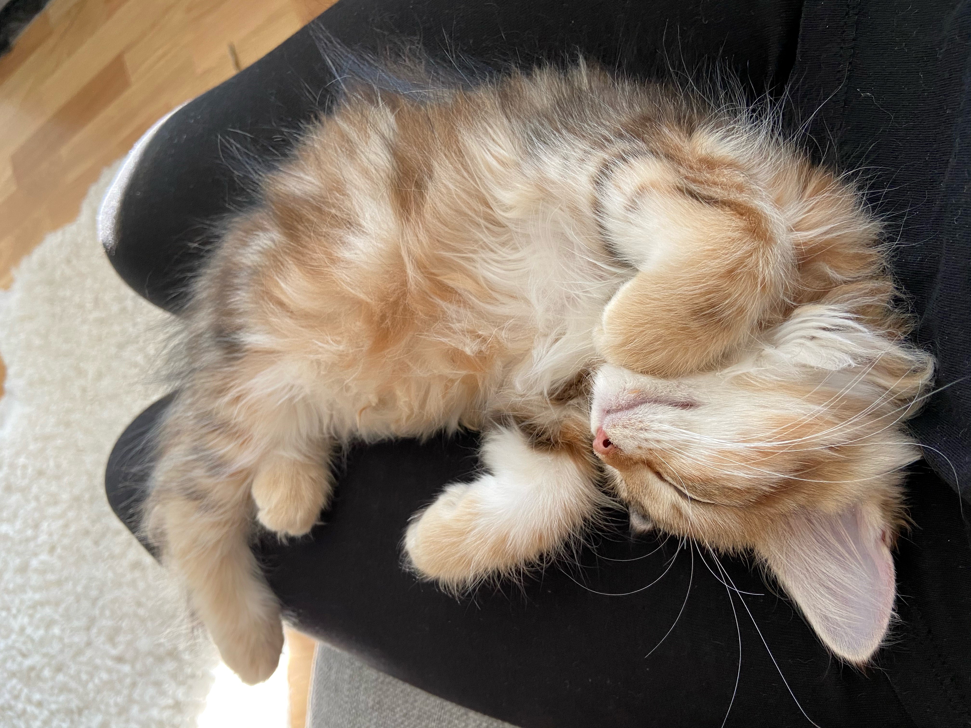 sibirisk kattunge Yoko