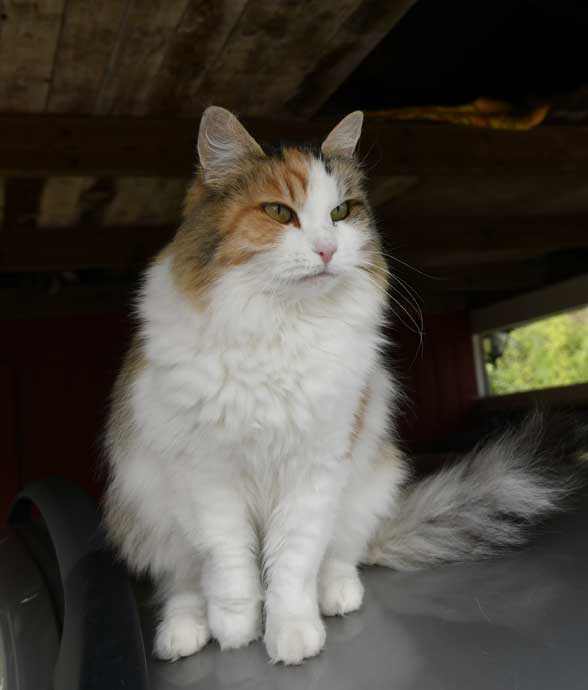 sibirisk katt Colbie