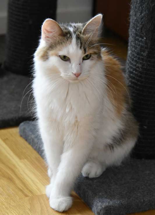 sibirisk katt Tracie