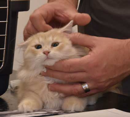sibirisk kattunge Yezo