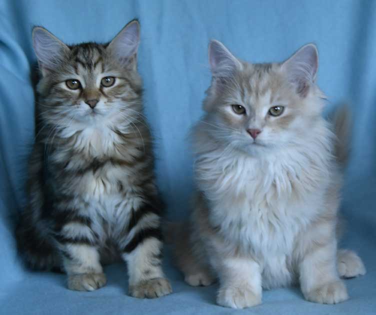 sibirisk kattungar Starskys Yy-kull