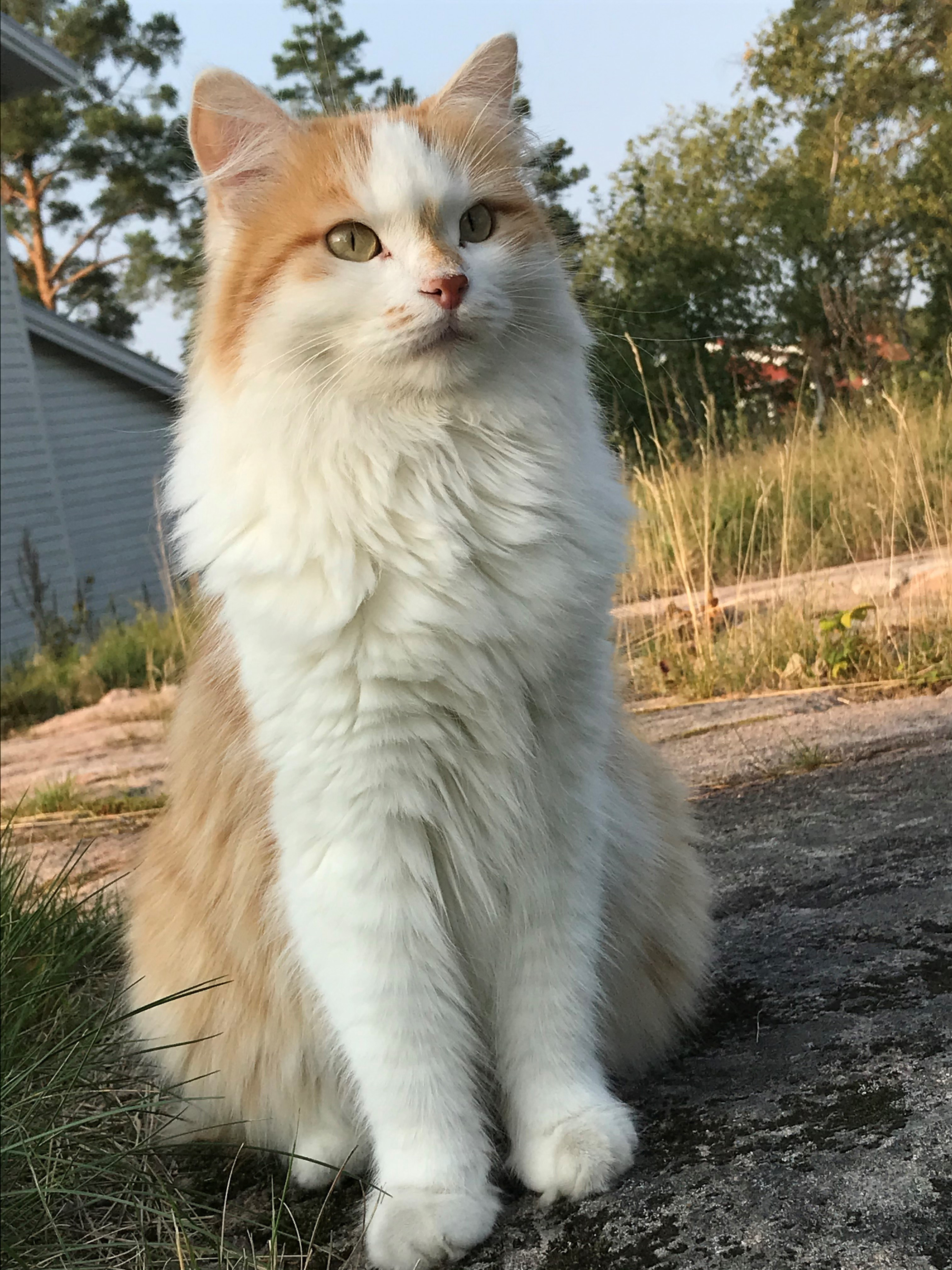 sibirisk katt Tethys