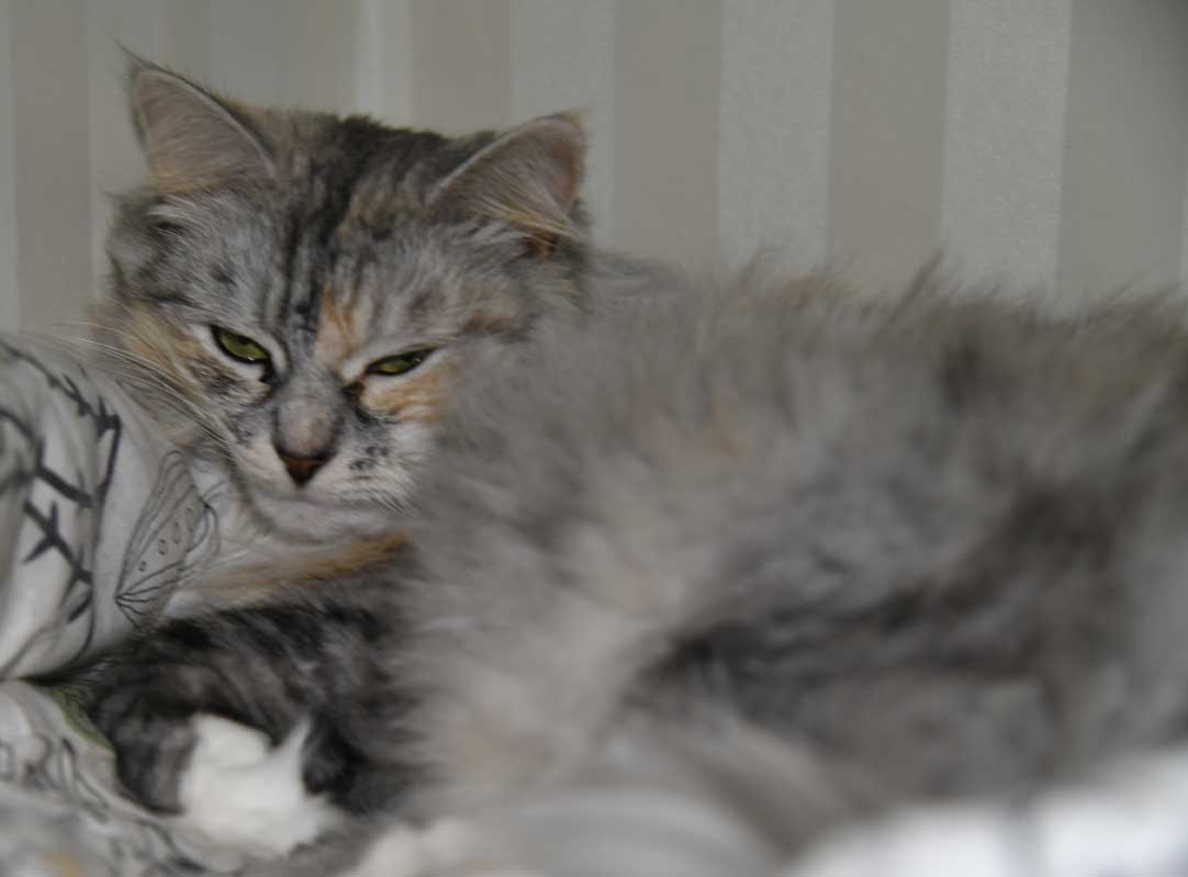sibirisk katt Zinnie