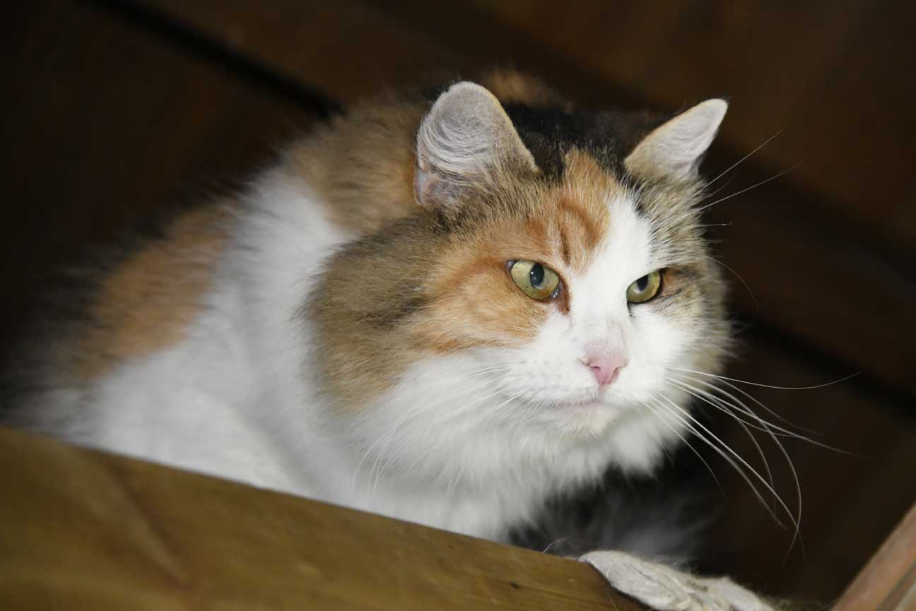 sibirisk katt Colbie