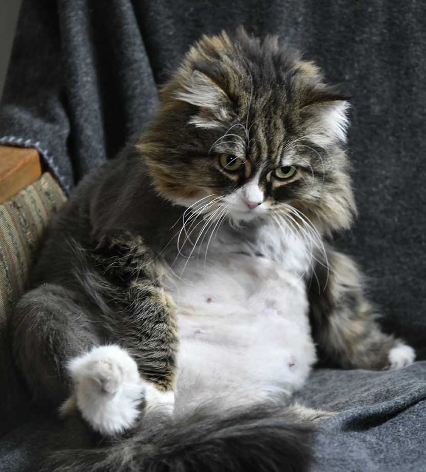 sibirisk katt Mitzi