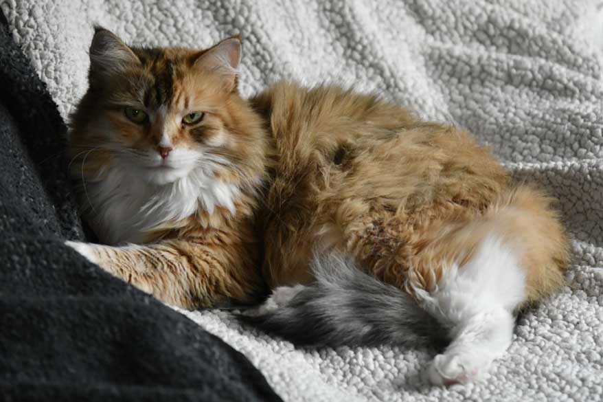 sibirisk katt Dani