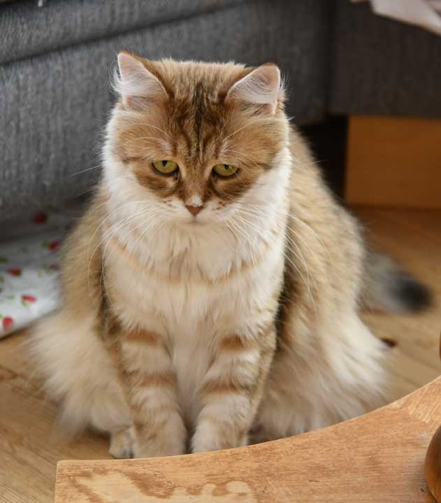 sibirisk katt Uni