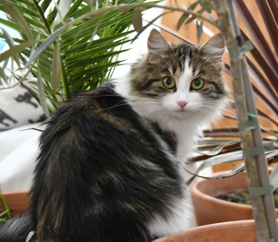 sibirisk katt Vickie