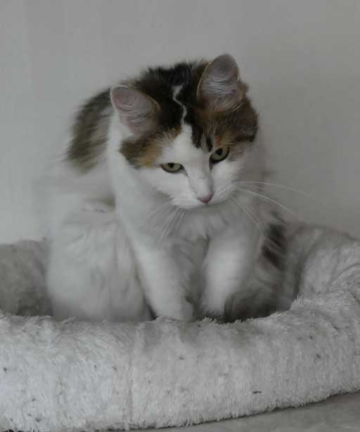 sibirisk katt Tracie