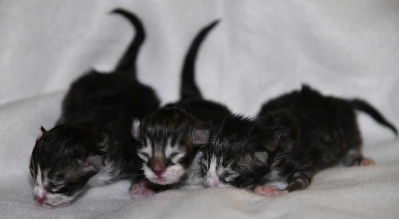 sibirisk kattungar Zz-kull