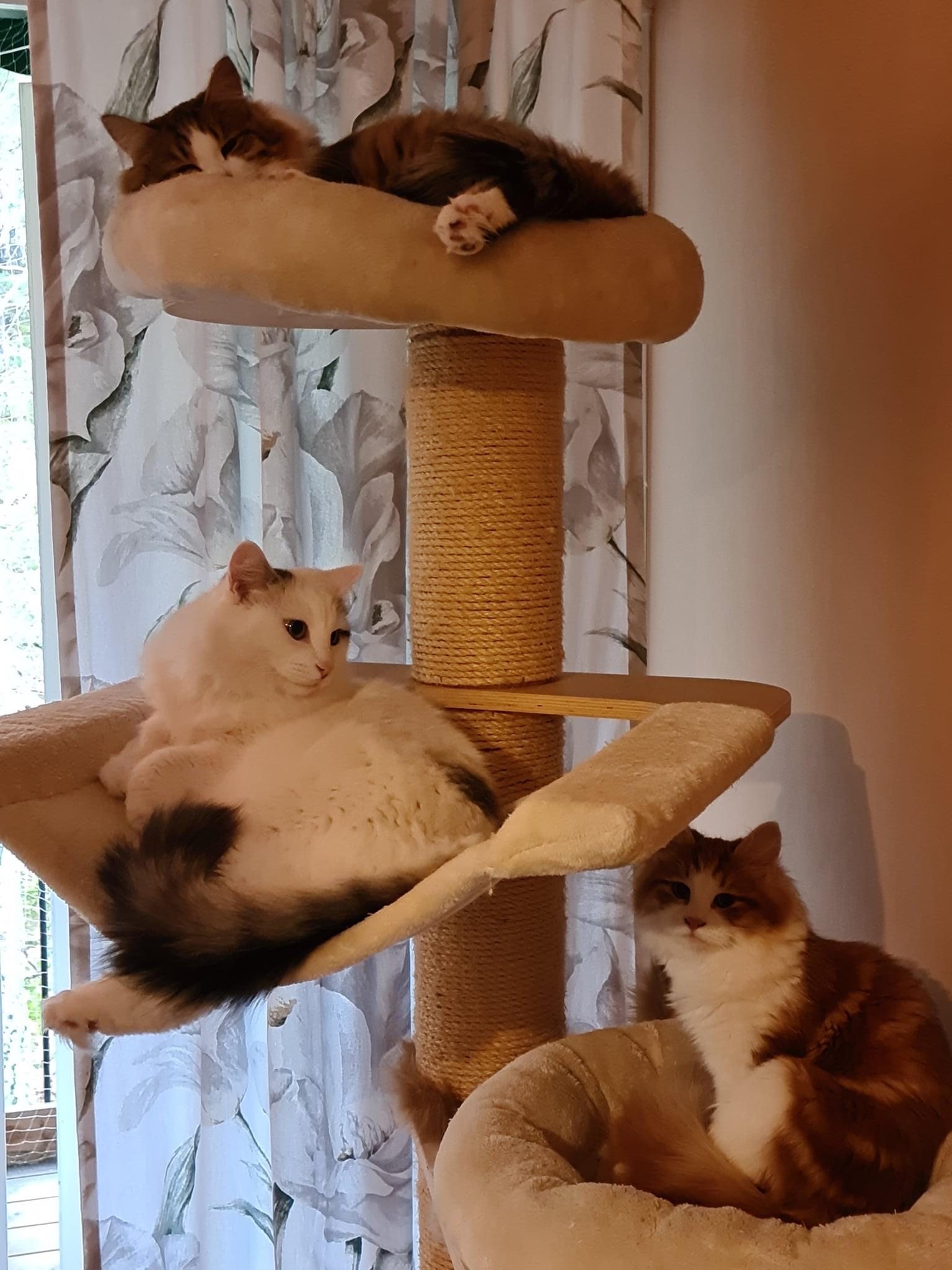 sibirisk katt Mars, Valina o Xanthus