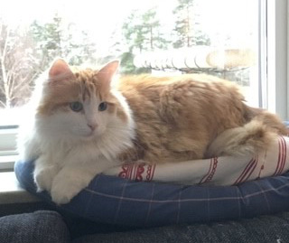 Sibirisk katt Triton