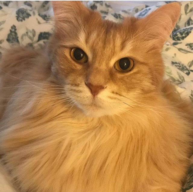 sibirisk katt Remus