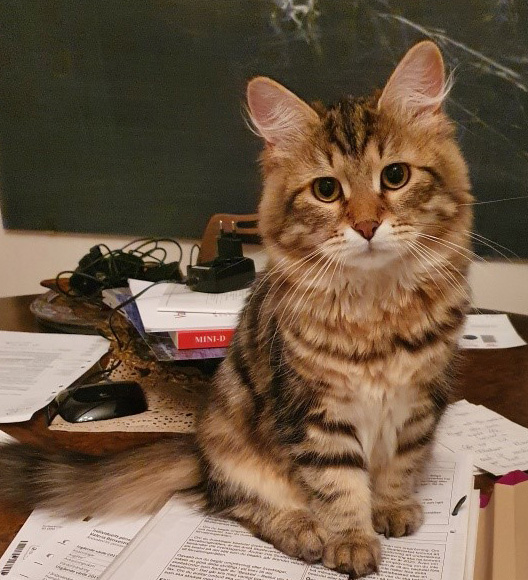 sibirisk katt Yangel