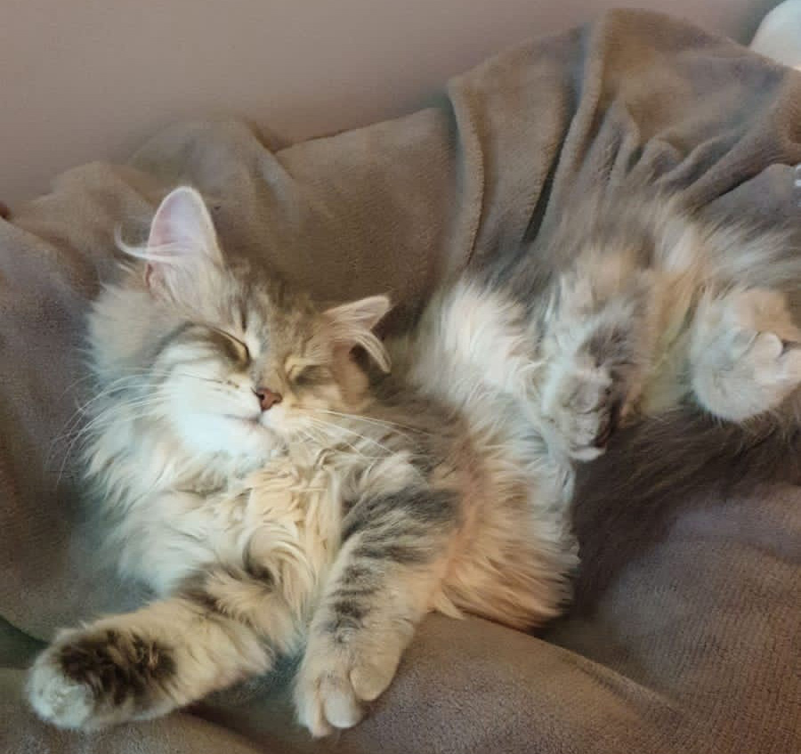 sibirisk kattunge Yambika