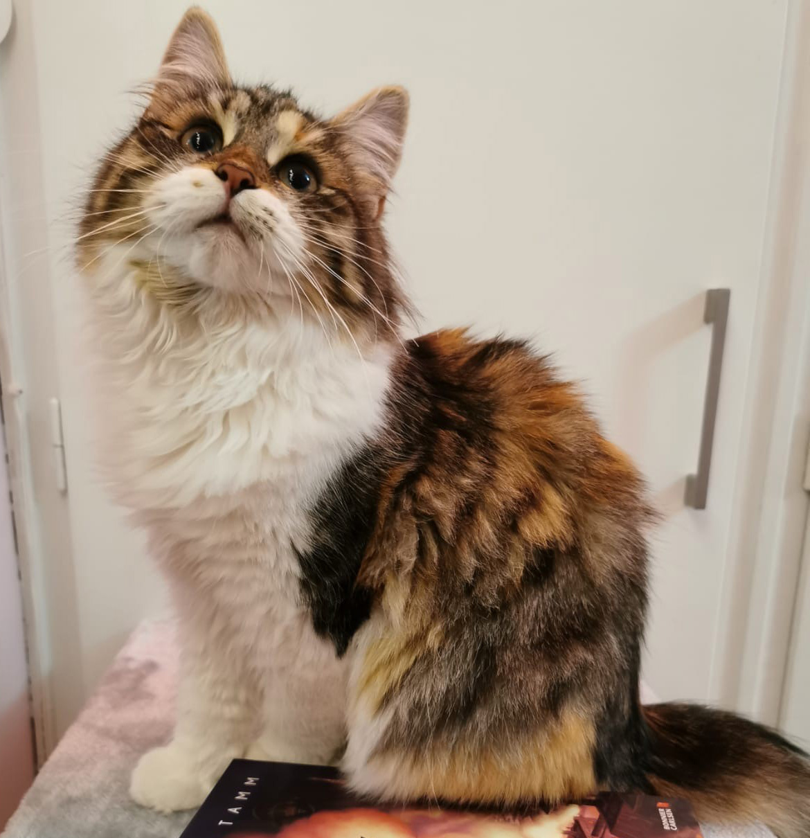 sibirisk katt Xainza
