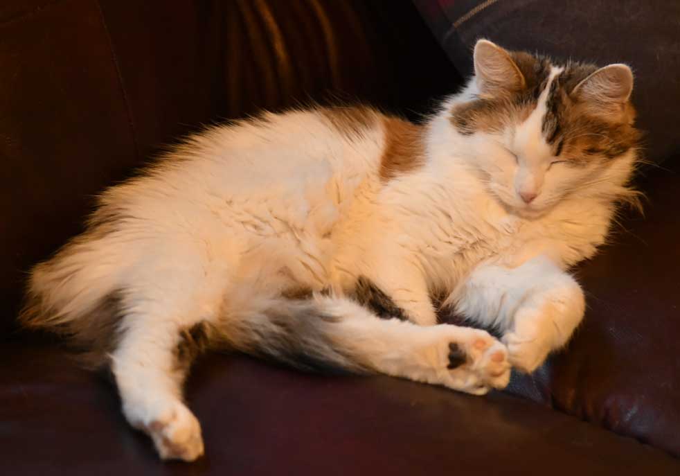 sibirisk katt Tracie