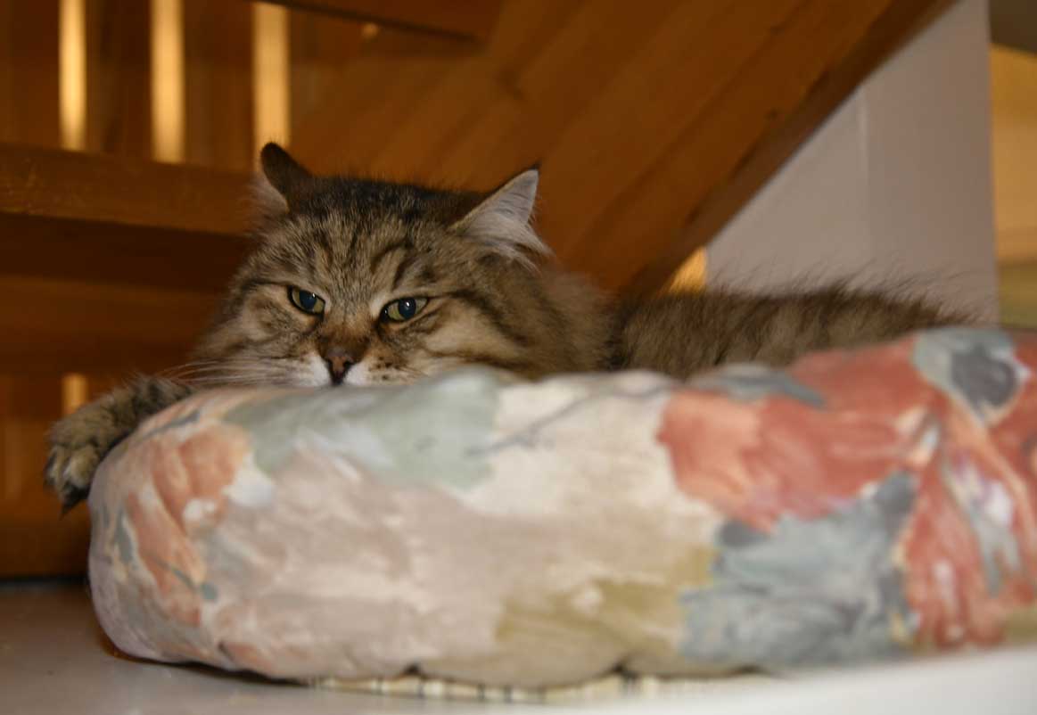 sibirisk katt Gabbie