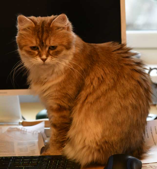 sibirisk katt Uni