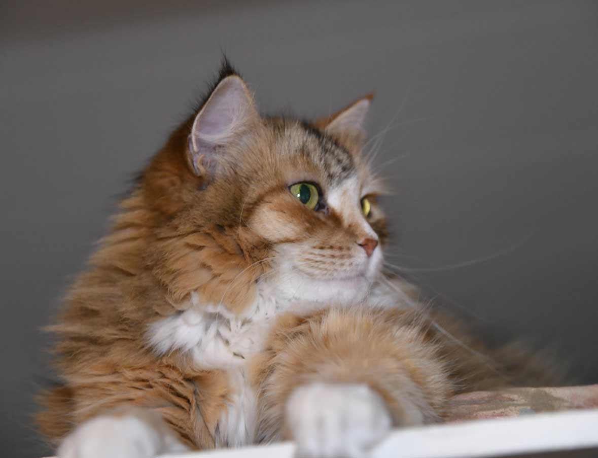 sibirisk katt Dani