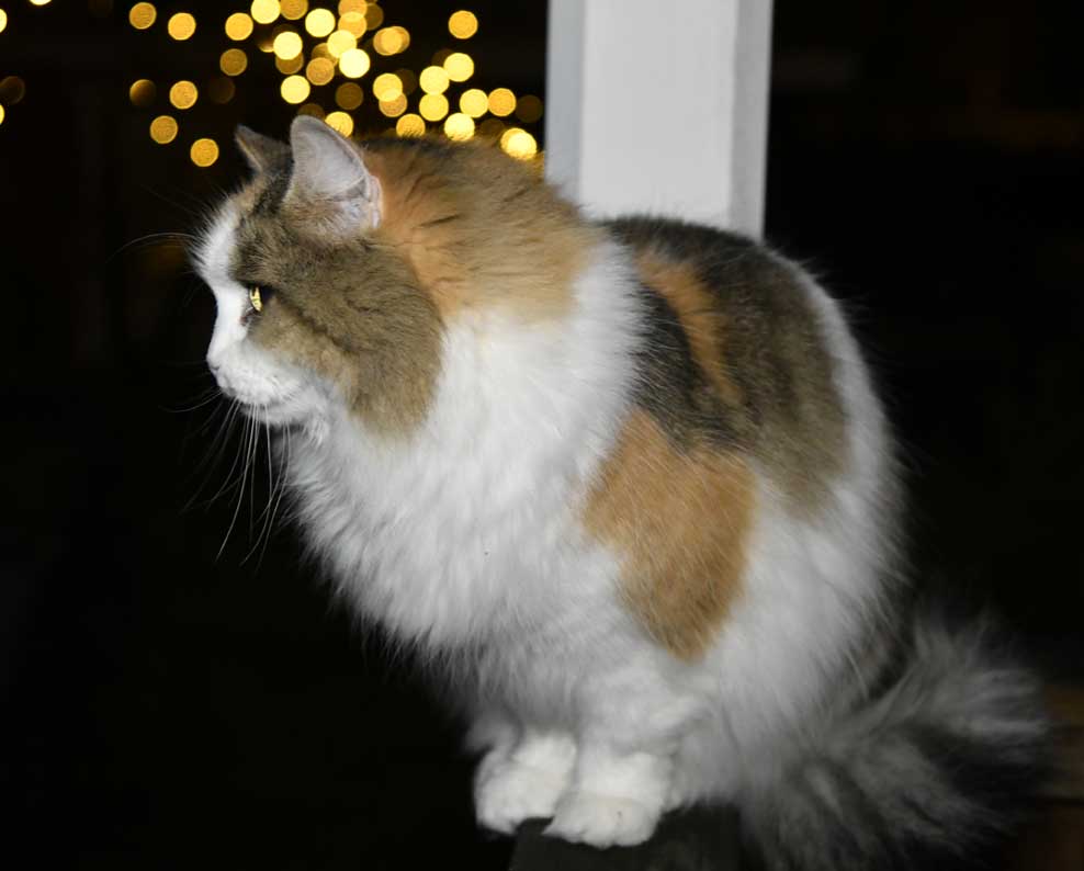 sibirisk katt Colbie