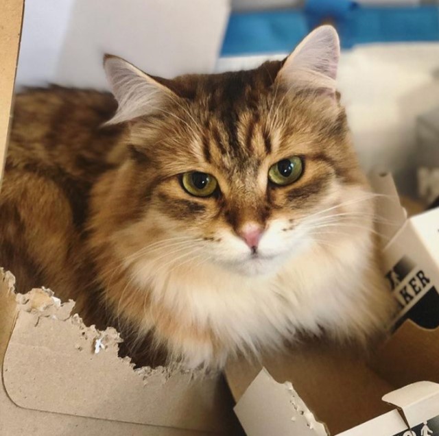 sibirisk katt Ursula