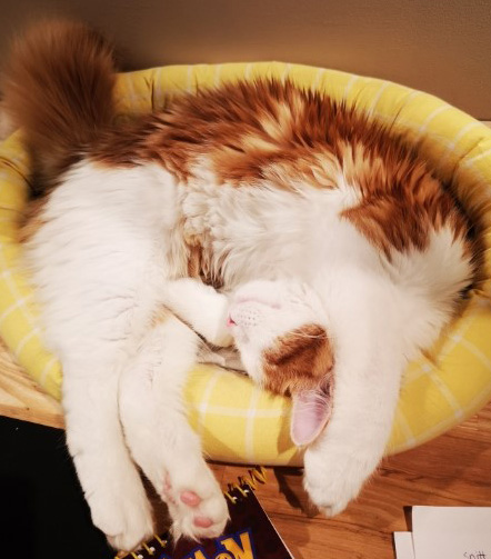 Sibirisk kattunge X