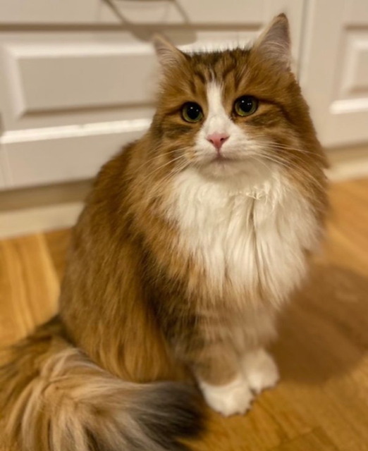 sibirisk katt Ueta