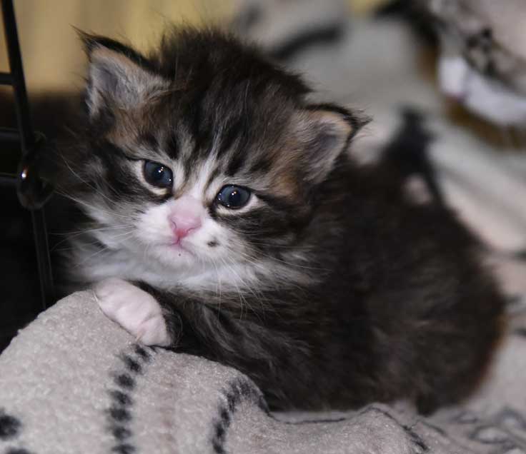 sibirisk kattunge Zeeman