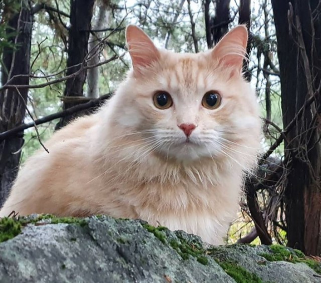 sibirisk katt Diablo