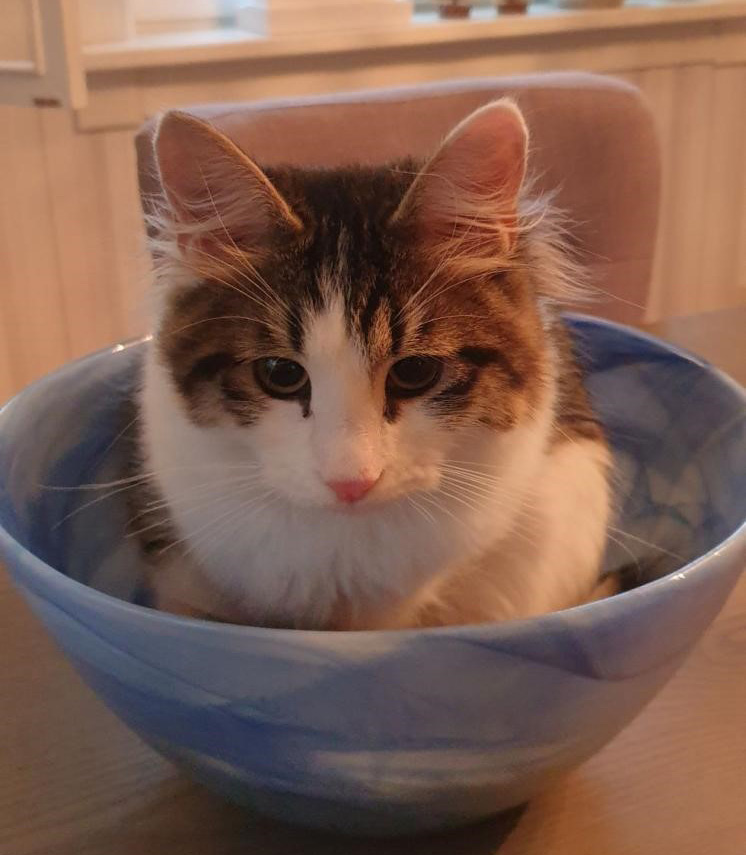 sibirisk kattunge Xerxes