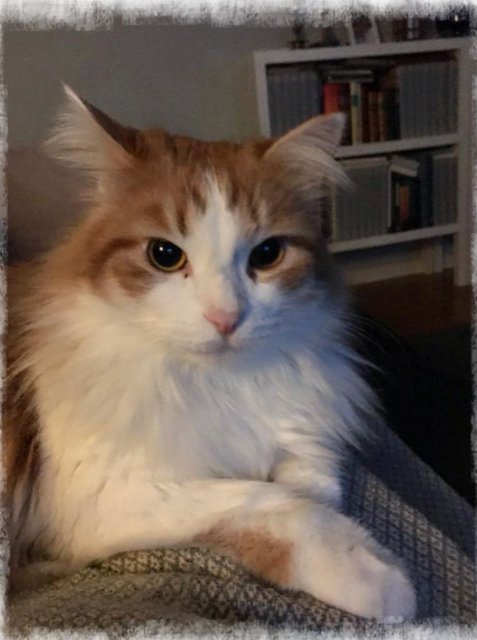 sibirisk katt Pollux