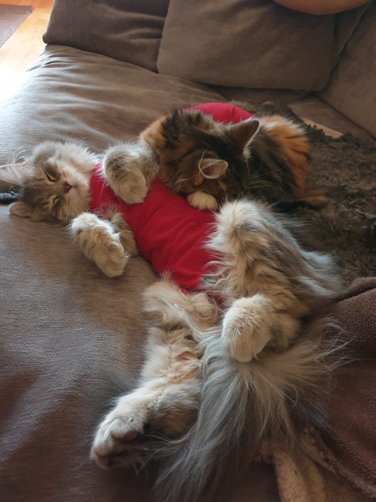 Sibirisk katt Xainza o Yambika